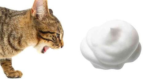 cat throwing up white foam|why does my cat keep being sick.